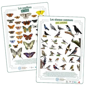 Les posters des oiseaux et des papillons du jardin