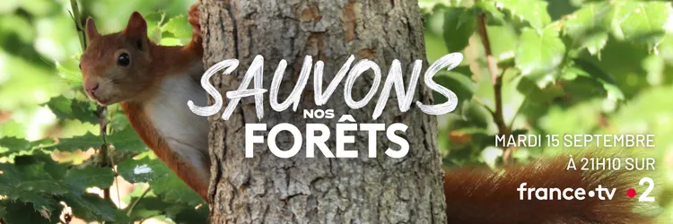 Ecureuil dans un arbre - Sauvons nos forêts !