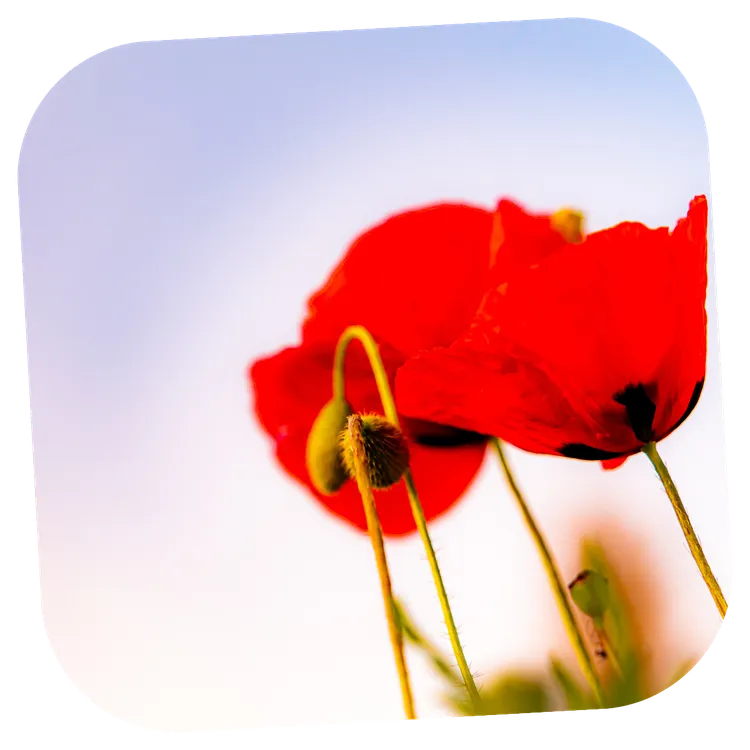 Rendre hommage à un proche