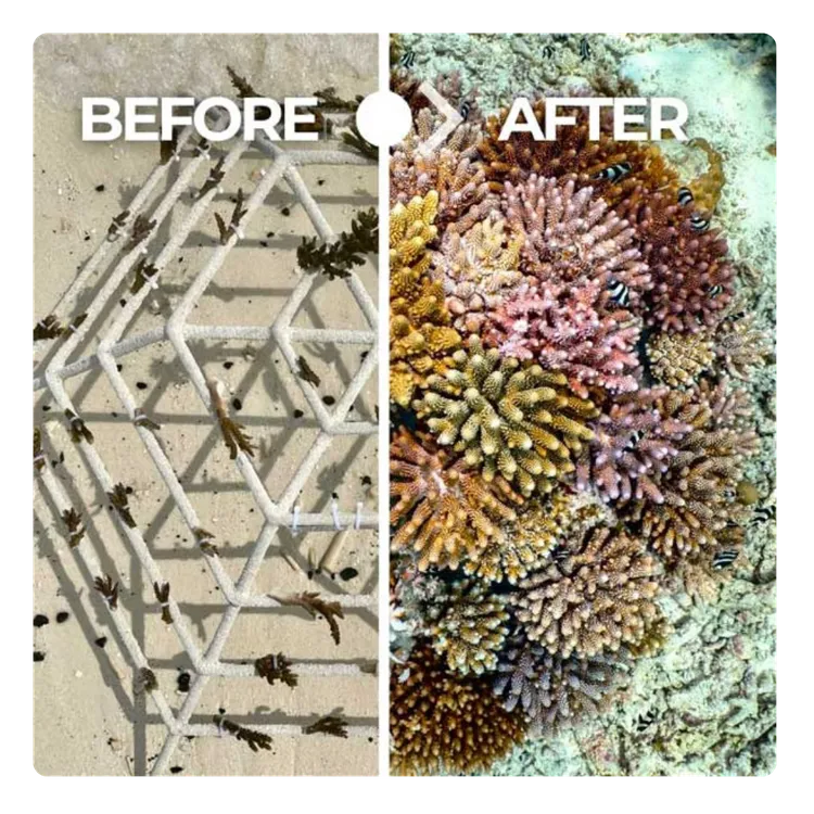 Récif Avant / Aprés